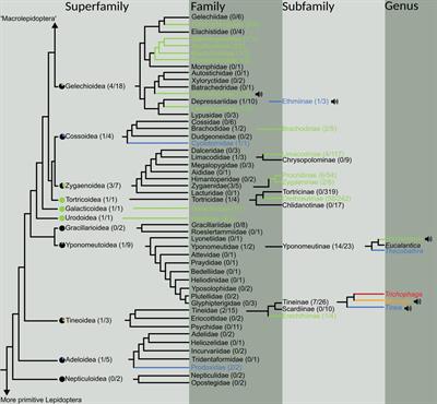 Convergent Evolution of Wingbeat-Powered Anti-Bat Ultrasound in the Microlepidoptera